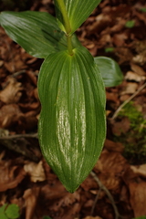 Epipactis