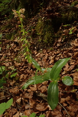 Epipactis