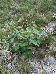 Asclepias syriaca
