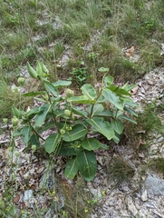 Asclepias syriaca