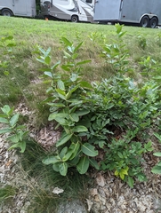 Asclepias syriaca