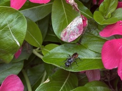 Astata