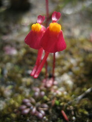 Utricularia menziesii