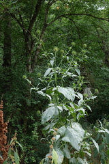 Dipsacus strigosus