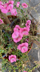 Diascia