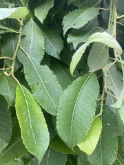 Salix caprea