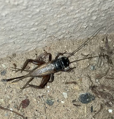 Gryllinae