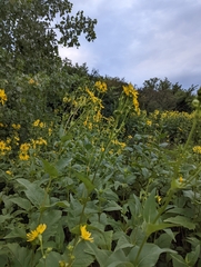 Silphium perfoliatum