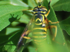 Spilomyia longicornis