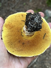 Suillus caerulescens