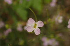 Arabidopsis