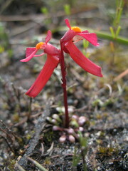 Utricularia menziesii