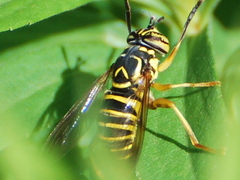 Spilomyia longicornis
