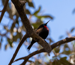 Chalcomitra senegalensis
