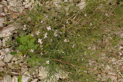 Arabidopsis