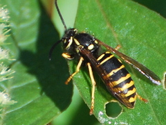 Vespula vidua
