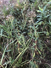 Achillea salicifolia