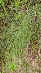 Chloracantha spinosa