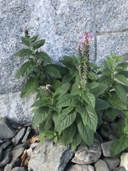 Teucrium canadense