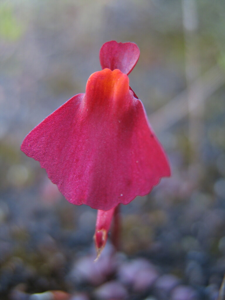 Utricularia menziesii R.Br. 2