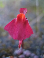 Utricularia menziesii
