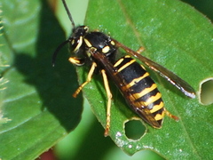 Vespula vidua