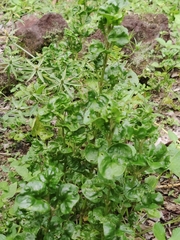 Alternanthera sissoo