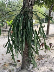 Epiphyllum phyllanthus