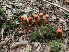 Calostoma cinnabarinum