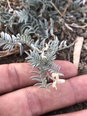 Astragalus whitneyi