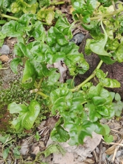 Alternanthera sissoo