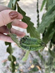 Epiphyllum phyllanthus