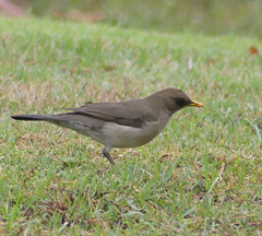 Turdus amaurochalinus
