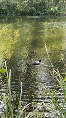 Fulica atra