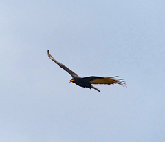 Cathartes burrovianus