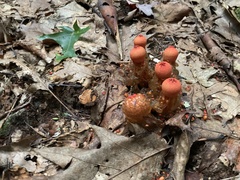 Calostoma cinnabarinum