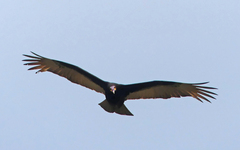 Cathartes burrovianus