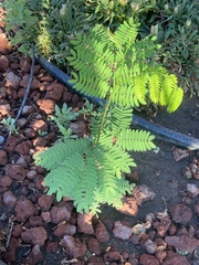 Leucaena leucocephala