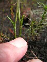 Thelymitra cornicina