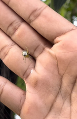 Bijoaraneus