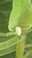 Pachypsylla celtidismamma