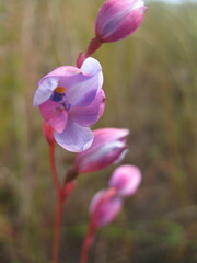Thelymitra cornicina