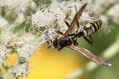 Polistes fuscatus