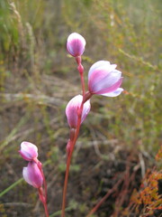 Thelymitra cornicina