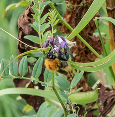 Bombus pascuorum