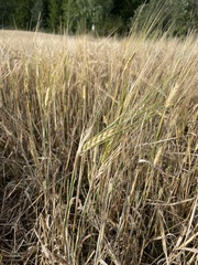 Hordeum