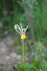Nemesia cheiranthus