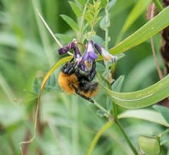 Bombus pascuorum