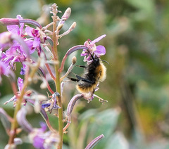 Bombus pascuorum
