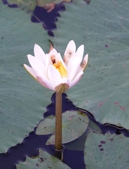 Nymphaea rubra